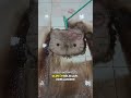Sevimli Halı Temizleme ASMR ✨ #asmr #carpetcleaning #deepcleaning #cute #kitty