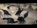 Creciendo en libertad  Gallos del sur Perú