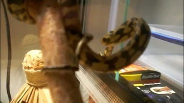 Mate the Jungle Carpet Python Tank Setup