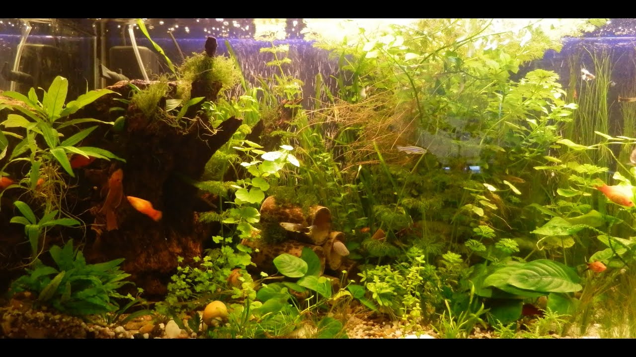 Черный нож пришёл на ужин / aquarium black knife