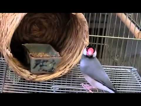 文鳥動画 Java sparrow ハムスターになった文鳥？