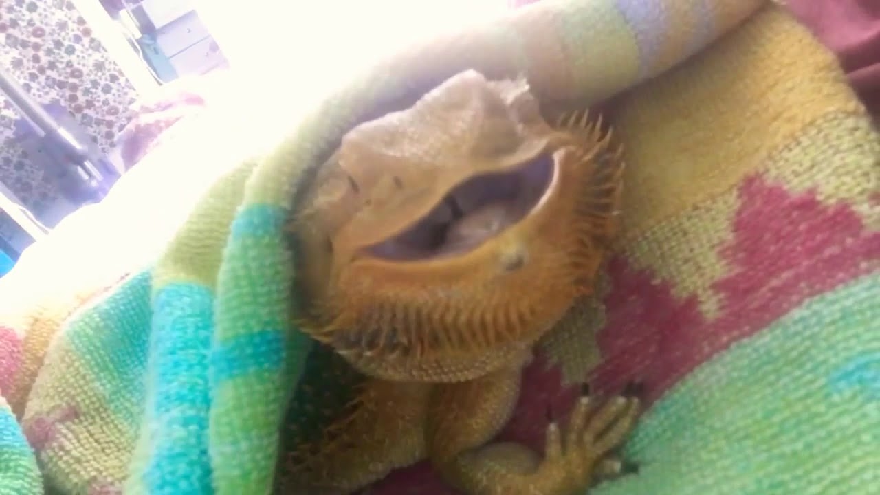 BEARDED DRAGON YAWNING! YouTube