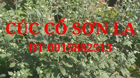 CÚC CỔ SƠN LA, TẠO NHỮNG KIỂU DÁNG SÁNG TẠO TRONG CÁCH CHƠI CÂY CÚC CỔ