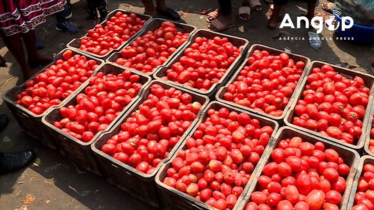 Preço do tomate apresenta baixa significativa em Luanda