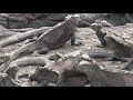 Marine Iguanas of the Galapagos Islands