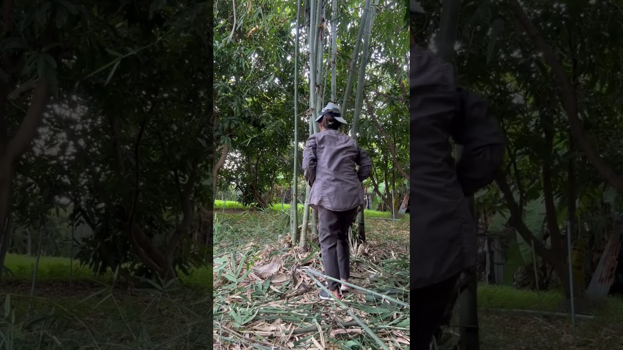 กลัว และ ไม่กล้าใช้ ของมีคม | เครื่องตัดใหม่ กับไผ่ 1 กอ | จับ และ ลงมือทำ สำเร็จได้ #กล้าลองทำ #ไผ่