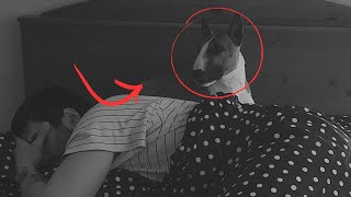 Something is wrong with my dog. The night camera noticed something creepy in the apartment. by Minibull Team 1,994 views 11 months ago 2 minutes, 47 seconds