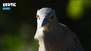 Beautiful Exotic Bird Standing In The Sun