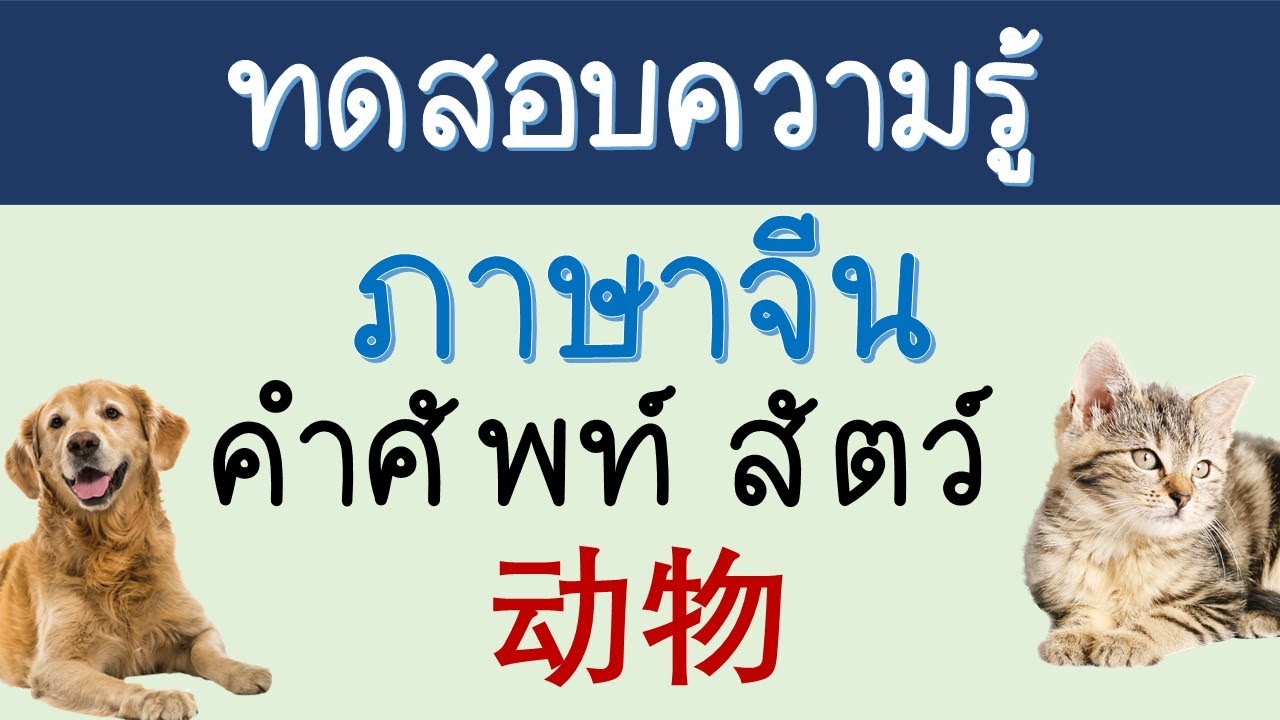 ทดสอบความรู้ภาษาจีน คำศัพท์สัตว์ 动物