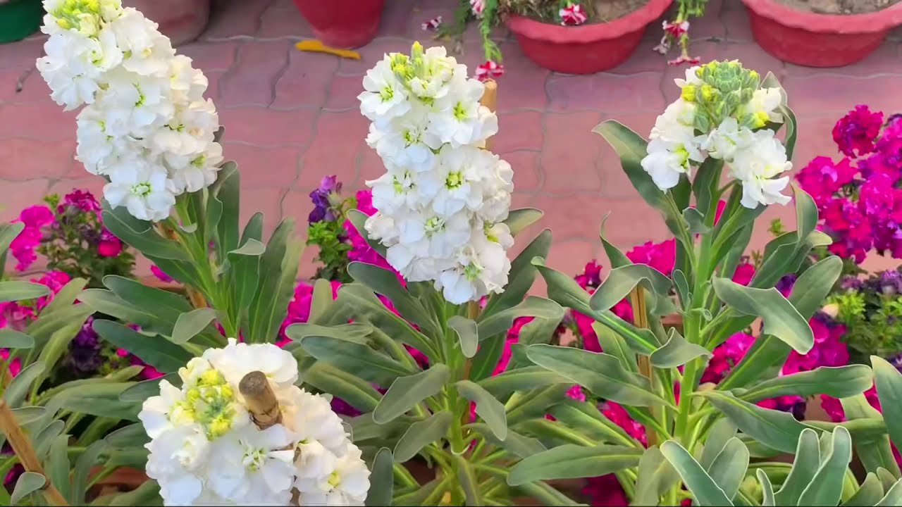 Stock flower plant/ Matthiola Incana care