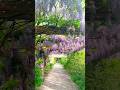 Life In Switzerland 🇨🇭藤棚 / wisteria trellis🪻