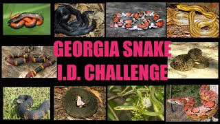 How well do you know Georgia snakes?