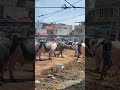 Pasar kerbau Terbesar #animals #fypシ゚viral