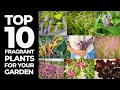 Top dix des plantes parfumes pour votre jardin