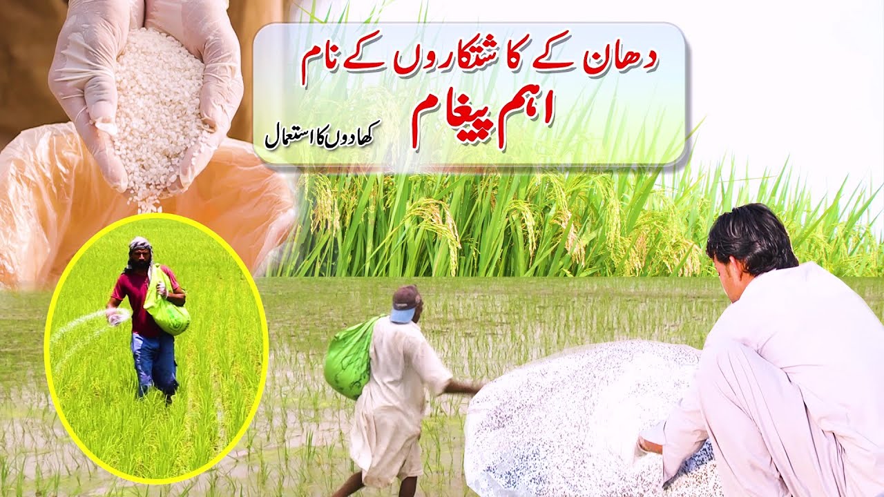 دھان کے کاشتکاروں کے نام اہم پیغام کھادوں کا استعمال