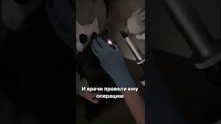 Лечение Шедоу #благотворительность #спасение #котики #приютдляживотных