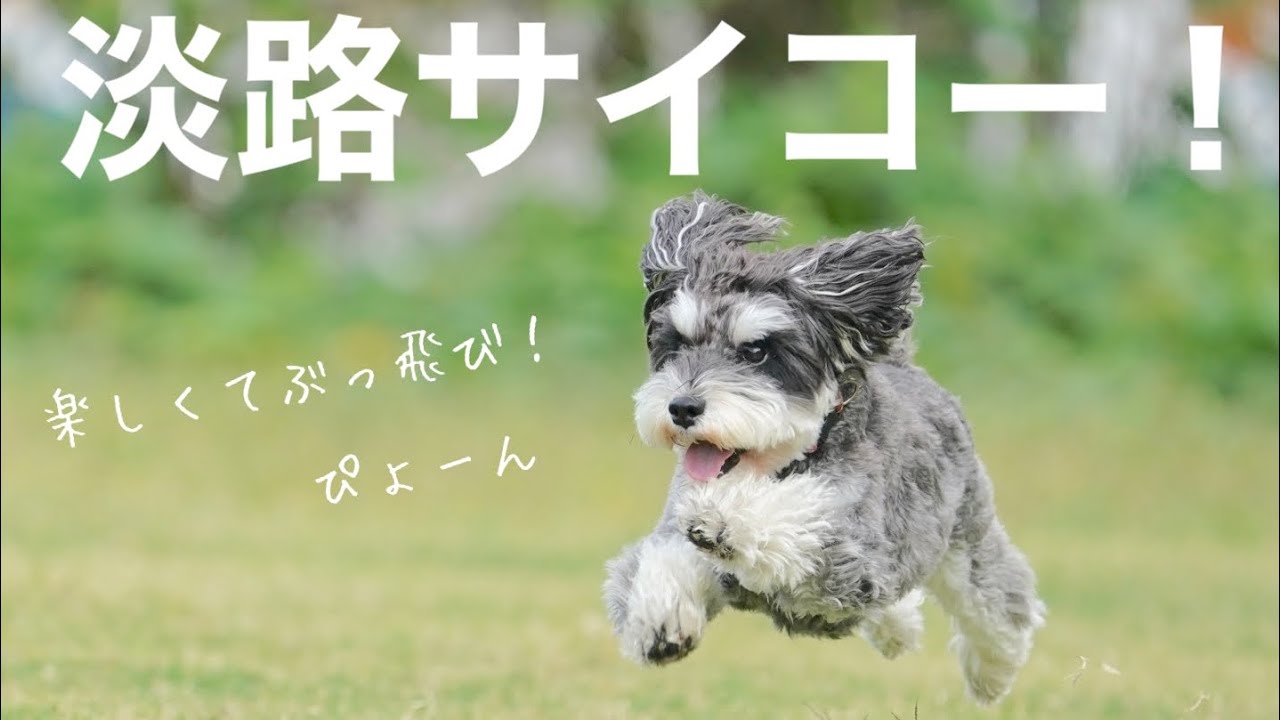 一泊二日じゃ足りない！犬連れ淡路旅🐶🚗【ミニチュアシュナウザー】