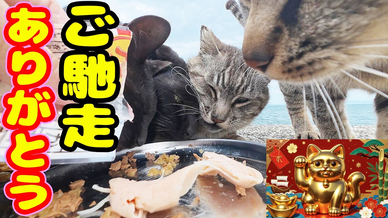 今日も生きれる ご馳走を必死に食べる猫たち さくらねこたちへのエサ
