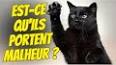 Les chats noirs : Mythes, croyances et réalité ile ilgili video