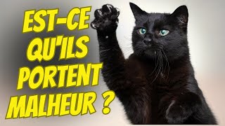 Décryptage des Superstitions: 20 FAITS SUR LES CHATS NOIRS!