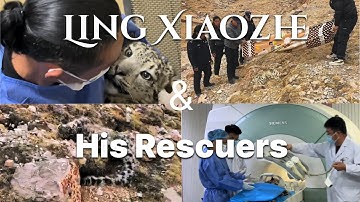Snow Leopard Profile: Ling Xiaozhe and His Rescuers | Thanksgiving