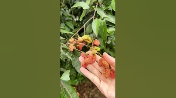 Cây vải độc lạ quả bé tí xíu