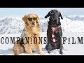 Companions Film: Adventure Dogs Skiing the Backcountry