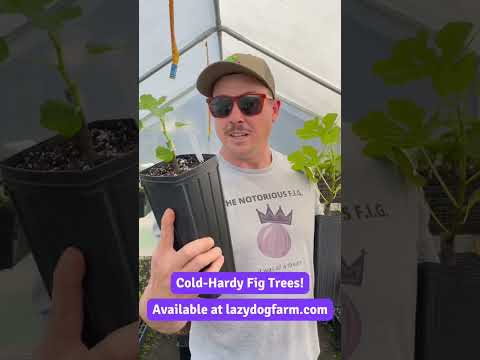 Video: Best Cold Hardy Smochine - Informații despre alegerea smochinilor Cold Hardy