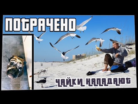 Потрачено. Чайки нападают. Лучшие приколы, смешные видео и фейлы