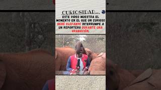 Bebé elefante interrumpe a reportero 🐘 Details