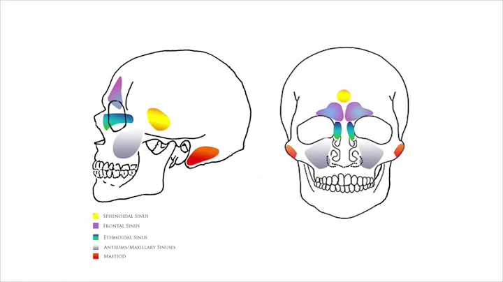 Metamorphosis - The Sinuses - Robet St John