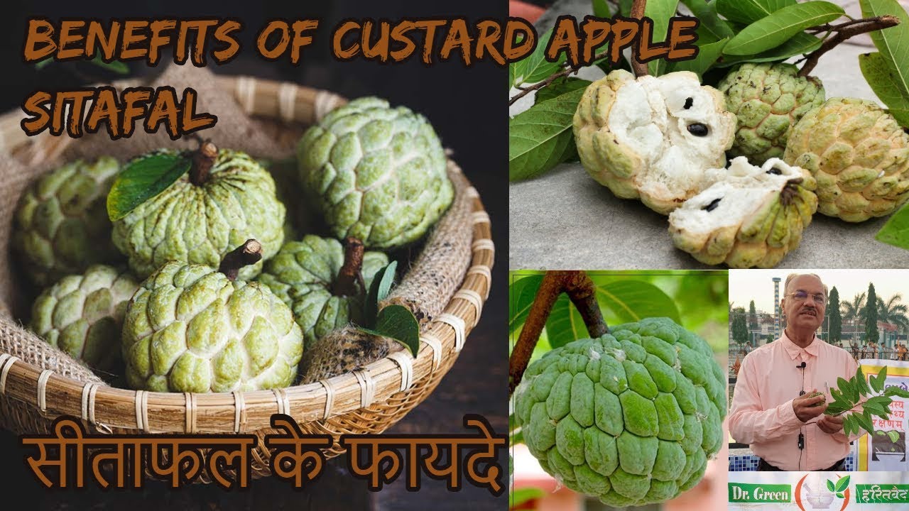 Benefits Of Custard Apple Hindi DR HITESH benefits-of-custard-apple-hindi-dr-hitesh