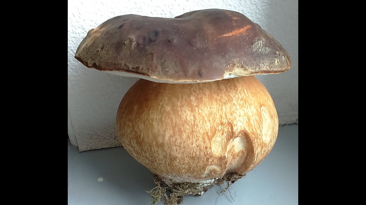 magnifique récolte de cèpes bronzés