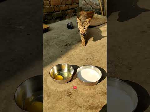 वीडियो: मेरी बिल्ली पानी के बाउल में अपने पंजे क्यों रखती है?