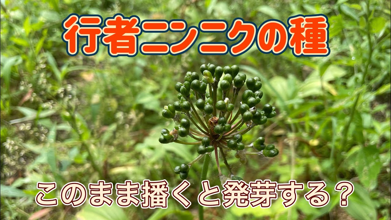 行者ニンニクの種をそのまま播いて発芽するか実験！長野県上伊那で行者