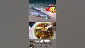 Súp Vi Cá Mập - Sự thật tàn nhẫn có thể bạn chưa biết #cothebanchuabiet