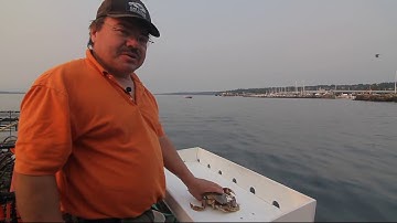 How to clean live Dungeness crab