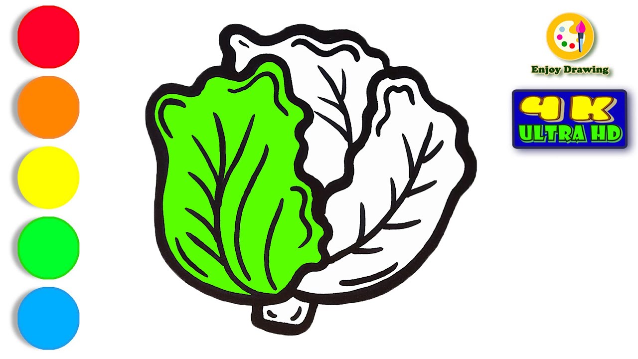LETTUCE Drawing: How to Draw A LETTUCE | ENJOY DRAWING - YouTube
