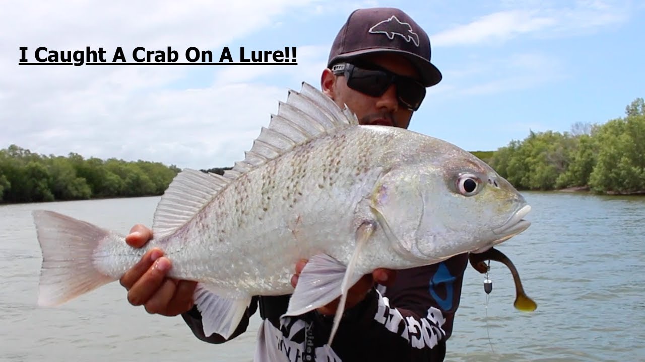 HOW TO CATCH MANGROVE JACK AND GRUNTER JAVELLIN FISH ON SOFT PLASTICS big-monster-grunter-aka-javelin-fish-fishingaustralia-fishing-lure