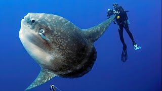 The most unusual fish you've ever seen. Moon fish!