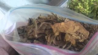 Harvesting Tobacco (That time of year again!)