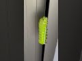 Tiger Moth Caterpillar #caterpillar #moths #entomology
