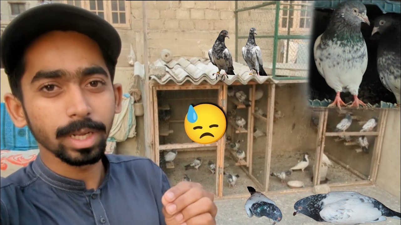 Joro Wala Nar Jaal Sa Nikal Kr Urr Gea😓 || Sub Sa Acha Urr Rha Kabootar Mar Gaya😣. 