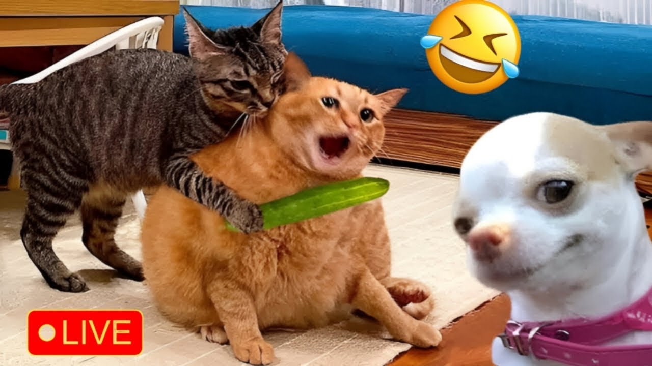 Latest Title & Thumbnail