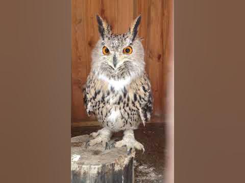 Филин Филя - YouTube