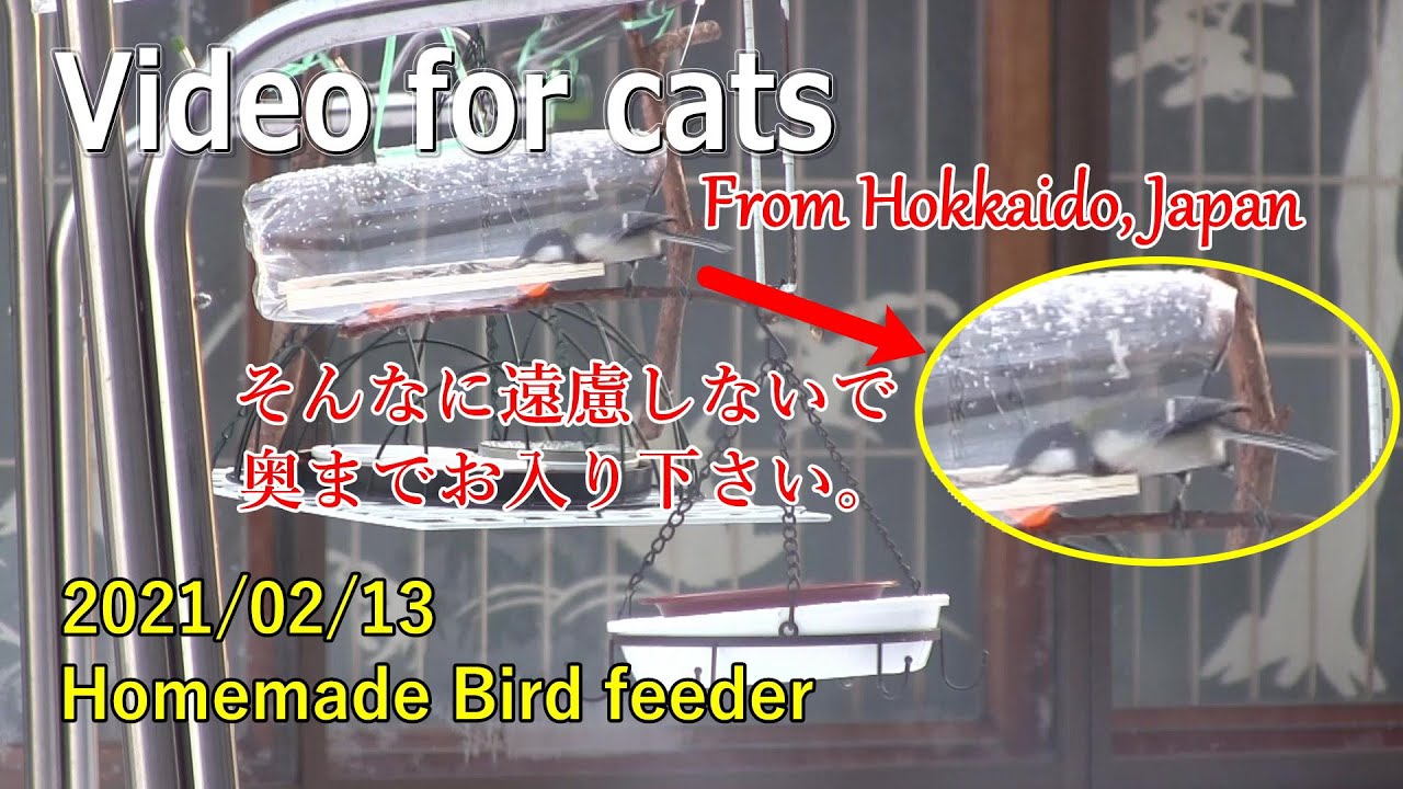 2021/02/13 ペットボトルバードフィーダーまだまだ改良の余地あり！Homemade Bird feeder Video for