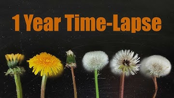 Growing Dandelion 🌱 from Seed to Seed Head (1 Year Time Lapse)
