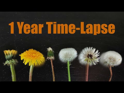 🌱 Dandelion Growing from Seed to Seed Head (1 Year Time-Lapse) Full