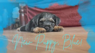 Blue the Border Terrier Puppy