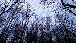 VIDEO0018